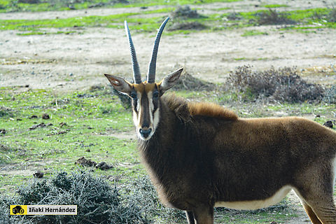 sable antelope (Hippotragus niger) Ant&iacute;lope sable (Hippotragus niger) France,Geotagged,Hippotragus niger,Sable antelope,Winter
