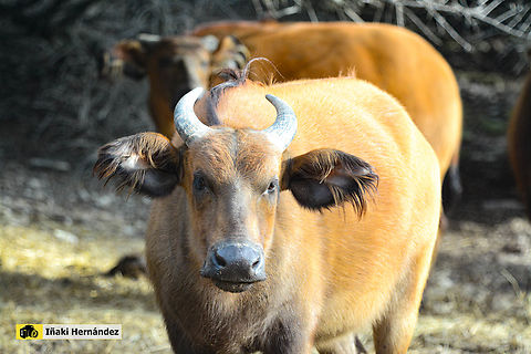 African forest buffalo (Syncerus caffer nanus) B&uacute;falo enano (Syncerus caffer nanus) African forest buffalo,France,Geotagged,Syncerus caffer nanus,Winter