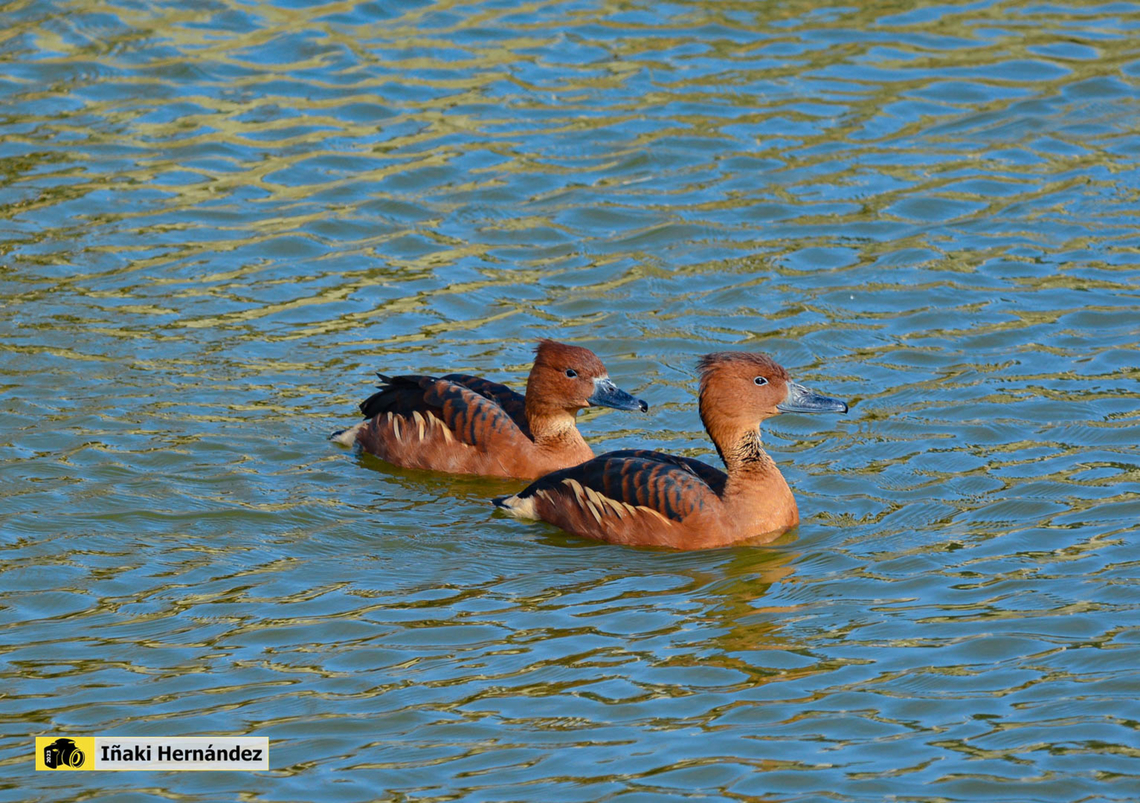 Fulvous Whistling Duck ​ (Dendrocygna bicolor)  suirir&iacute; bicolor​ o sirir&iacute; colorado​ (Dendrocygna bicolor) Dendrocygna bicolor,France,Fulvous Whistling Duck,Geotagged,Winter