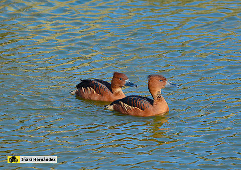 Fulvous Whistling Duck ​ (Dendrocygna bicolor)  suirirí bicolor​ o sirirí colorado​ (Dendrocygna bicolor) Dendrocygna bicolor,France,Fulvous Whistling Duck,Geotagged,Winter