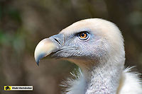 griffon vulture (Gyps fulvus) Buitre leonado (Gyps fulvus)<br />
<br />
https://www.jungledragon.com/image/127033/griffon_vulture_gyps_fulvus.html Geotagged,Griffon vulture,Gyps fulvus,Spain,Summer