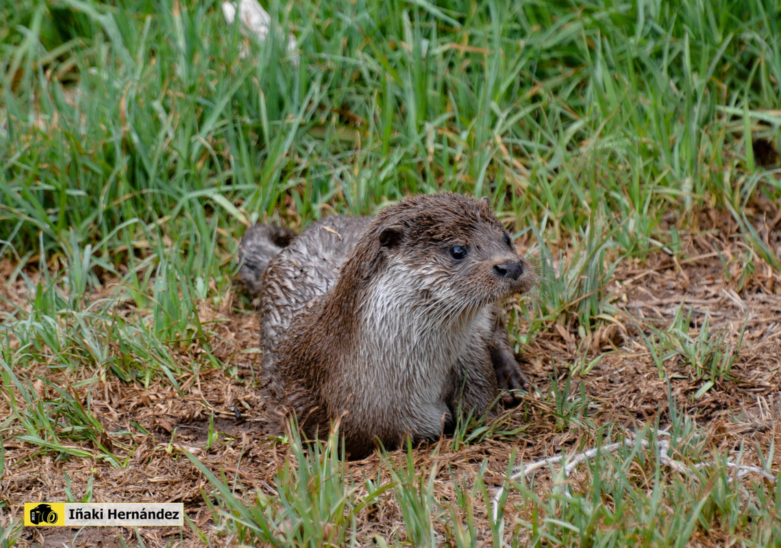European otter (Lutra lutra) Nutria europea (Lutra lutra)<br />
<br />
<figure class="photo"><a href="https://www.jungledragon.com/image/127153/european_otter_lutra_lutra.html" title="European otter (Lutra lutra)"><img src="https://s3.amazonaws.com/media.jungledragon.com/images/6660/127153_thumb.jpg?AWSAccessKeyId=05GMT0V3GWVNE7GGM1R2&Expires=1767225610&Signature=Bfbil8jXZ2rPN7Wex4EAsUNxats%3D" width="200" height="120" alt="European otter (Lutra lutra) Nutria europea o pale&aacute;rtica (Lutra lutra)<br />
<br />
https://www.jungledragon.com/image/145898/european_otter_lutra_lutra.html European otter,Geotagged,Lutra lutra,Spain,Summer" /></a></figure> European otter,Geotagged,Lutra lutra,Spain,Summer