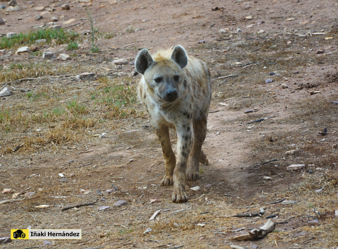 Spotted hyena (Crocuta crocuta) hiena manchada o hiena moteada (Crocuta crocuta) Crocuta crocuta,Geotagged,Spain,Spotted Hyena,Summer