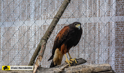 Harris's hawk (Parabuteo unicinctus) Águila de Harris (Parabuteo unicinctus) Geotagged,Harris's hawk,Parabuteo unicinctus,Spain,Spring