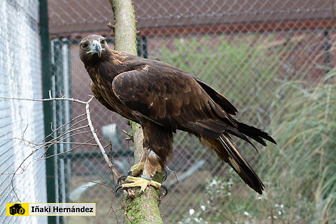 Iberian golden eagle (Aquila chrysaetos homeyeri) &Aacute;guila real ib&eacute;rica (Aquila chrysaetos homeyeri) 

https://www.jungledragon.com/image/126872/iberian_golden_eagle_aquila_chrysaetos_homeyeri.html Aquila chrysaetos homeyeri,Geotagged,Iberian Golden Eagle,Spain,Winter