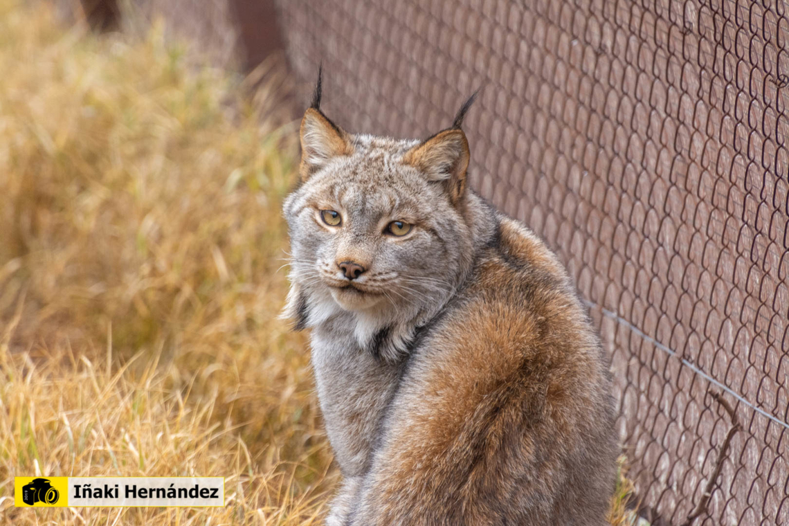 Canada lynx (Lynx canadensis) Lince canadiense (Lynx canadensis)<br />
<br />
<figure class="photo"><a href="https://www.jungledragon.com/image/127102/canada_lynx_lynx_canadensis.html" title="Canada lynx (Lynx canadensis)"><img src="https://s3.amazonaws.com/media.jungledragon.com/images/6660/127102_thumb.jpg?AWSAccessKeyId=05GMT0V3GWVNE7GGM1R2&Expires=1767225610&Signature=GK7kU25oNUbJA6rto8UdyQLgB4s%3D" width="200" height="80" alt="Canada lynx (Lynx canadensis) Lince del Canad&aacute; (Lynx canadensis)<br />
<br />
https://www.jungledragon.com/image/145973/canada_lynx_lynx_canadensis.html Canada lynx,France,Geotagged,Lynx canadensis,Spring" /></a></figure> Canada lynx,Geotagged,Lynx canadensis,Spain,Winter