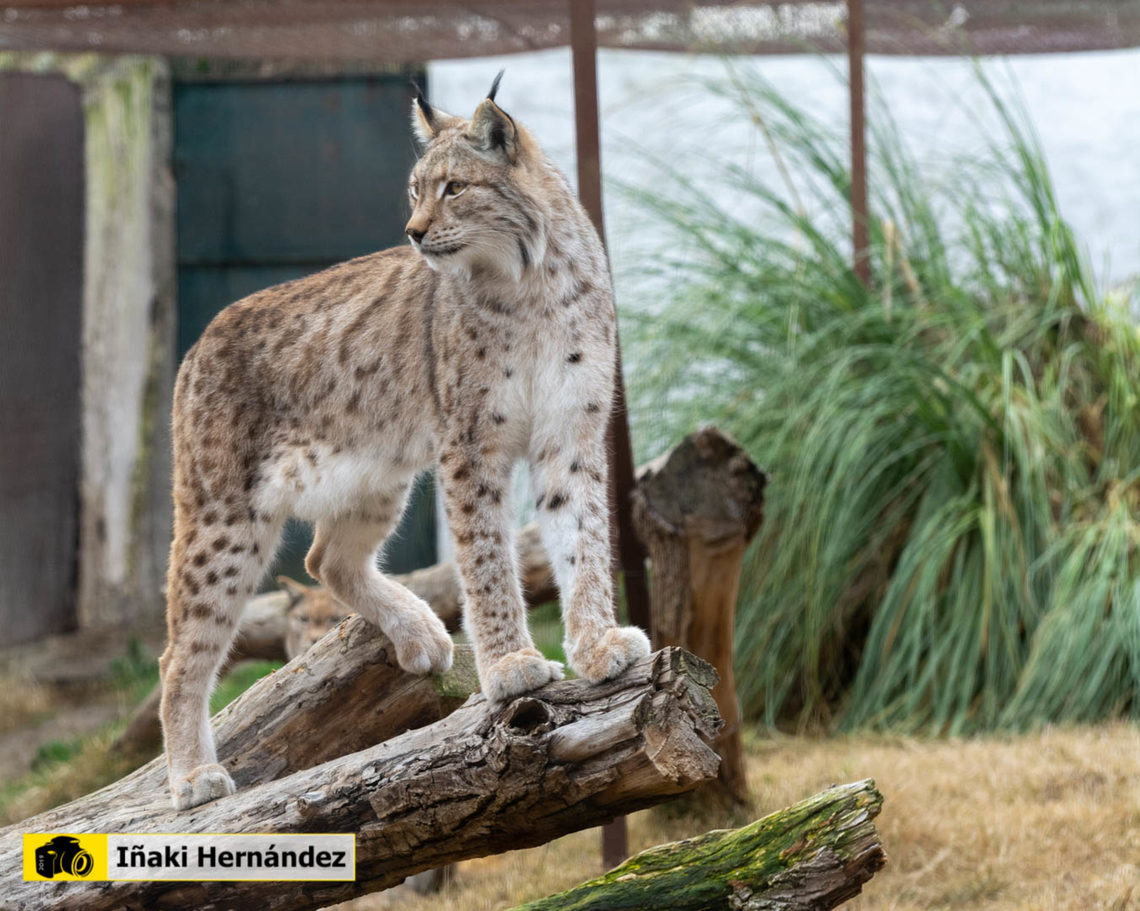 Eurasian lynx (lynx lynx) Lince europeo (lynx lynx)<br />
<br />
<figure class="photo"><a href="https://www.jungledragon.com/image/158480/eurasian_lynx_lynx_lynx.html" title="Eurasian Lynx (Lynx Lynx)"><img src="https://s3.amazonaws.com/media.jungledragon.com/images/6660/158480_thumb.jpg?AWSAccessKeyId=05GMT0V3GWVNE7GGM1R2&Expires=1767225610&Signature=q51vboZlfVbyfRdT6Ahn2z5AdrY%3D" width="200" height="134" alt="Eurasian Lynx (Lynx Lynx) Lince Boreal (Lynx lynx)<br />
<br />
https://www.jungledragon.com/image/145974/eurasian_lynx_lynx_lynx.html Eurasian lynx,Geotagged,Lynx lynx,Spain,Winter" /></a></figure> Eurasian lynx,Geotagged,Lynx lynx,Spain,Winter