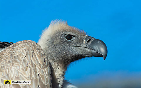 White-backed Vulture (Gyps africanus) buitre dorsiblanco africano (Gyps africanus) Geotagged,Gyps africanus,Spain,White-backed Vulture,Winter