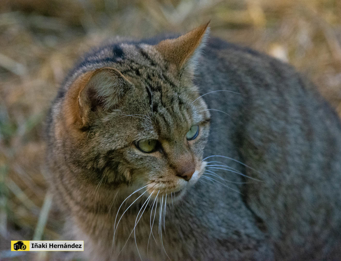 European wildcat (Felis silvestris silvestris) gato mont&eacute;s europeo (Felis silvestris silvestris)<br />
<br />
<figure class="photo"><a href="https://www.jungledragon.com/image/127098/european_wildcat_felis_silvestris_silvestris.html" title="European wildcat (Felis silvestris silvestris)"><img src="https://s3.amazonaws.com/media.jungledragon.com/images/6660/127098_thumb.jpg?AWSAccessKeyId=05GMT0V3GWVNE7GGM1R2&Expires=1769040010&Signature=dnibQZZB%2BeFWifcVm%2BhCvsKjPug%3D" width="200" height="118" alt="European wildcat (Felis silvestris silvestris) Gato mont&eacute;s europeo (Felis silvestris silvestris) - Sarriou European wildcat,Felis silvestris,Geotagged,Spain,Summer" /></a></figure> European wildcat,Felis silvestris,Geotagged,Spain,Winter
