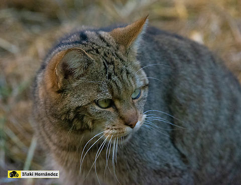 European wildcat (Felis silvestris silvestris) gato montés europeo (Felis silvestris silvestris)

https://www.jungledragon.com/image/127098/european_wildcat_felis_silvestris_silvestris.html European wildcat,Felis silvestris,Geotagged,Spain,Winter