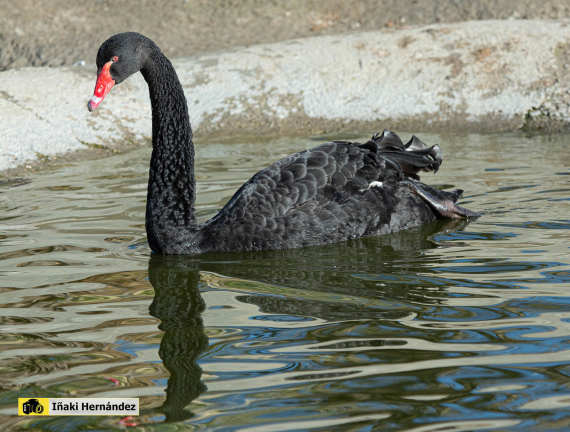 Black Swan (Cygnus atratus) Cisne negro (Cygnus atratus) Black Swan,Cygnus atratus,Geotagged,Spain,Winter