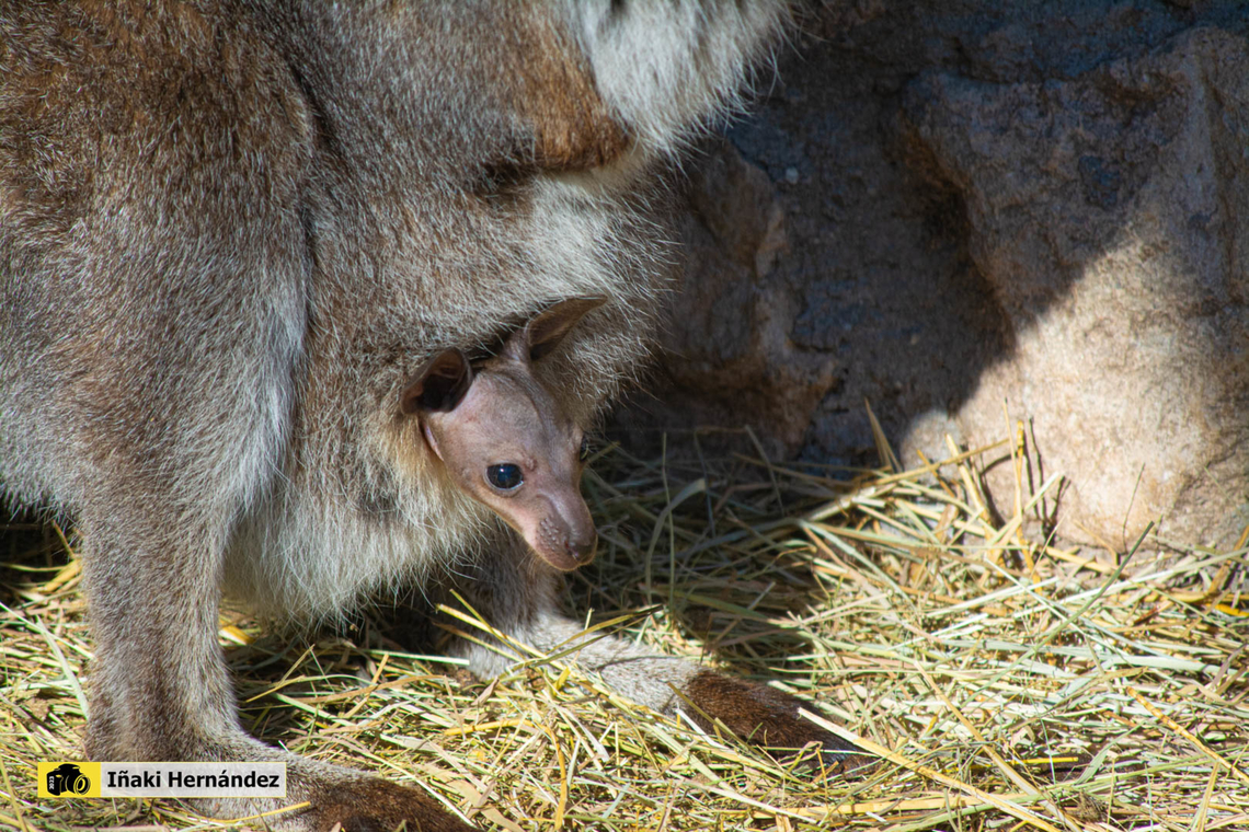 Bennett's wallaby "Baby" (Macropus rufogriseus) Wallaby de Bennet &quot;Baby&quot; (Macropus rufogriseus) Geotagged,Macropus rufogriseus,Red-necked wallaby orBennetts wallaby,Spain,Winter