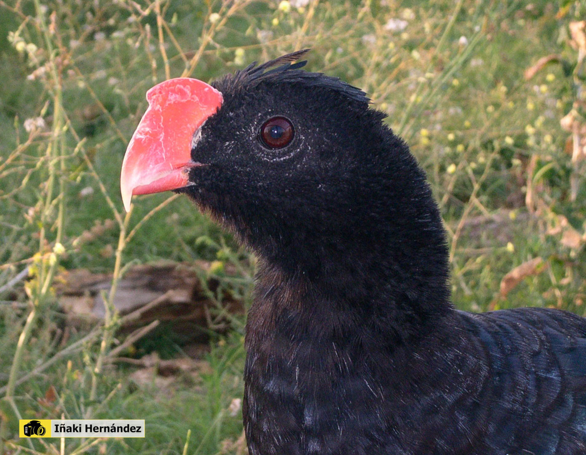 Razor-billed Curassow (Mitu tuberosum) pav&oacute;n pico de aj&iacute; (Mitu tuberosum) Geotagged,Mitu tuberosum,Razor-billed Curassow,Spain,Summer