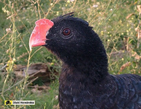 Razor-billed Curassow (Mitu tuberosum) pavón pico de ají (Mitu tuberosum) Geotagged,Mitu tuberosum,Razor-billed Curassow,Spain,Summer