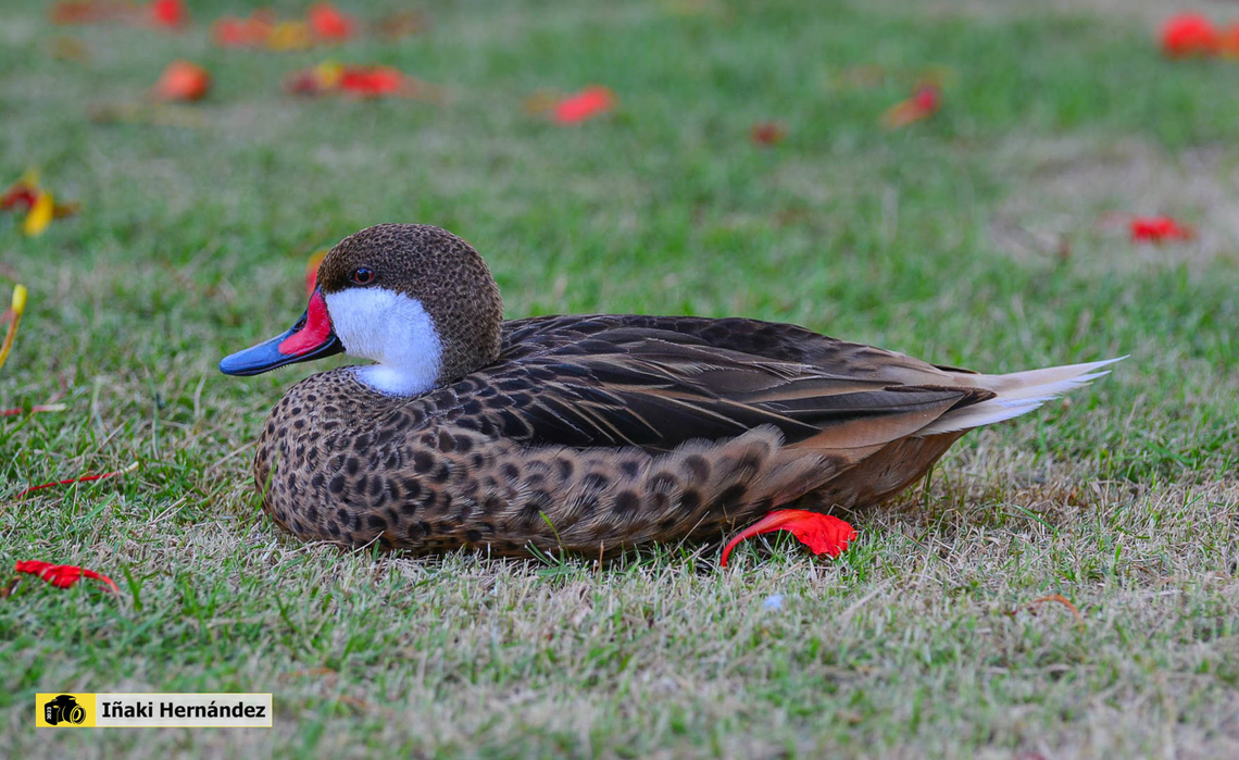 Rabudo de las Bahamas (Anas bahamensis) Rabudo de las Bahamas (Anas bahamensis) Anas bahamensis,Dominican Republic,Geotagged,White-cheeked pintail