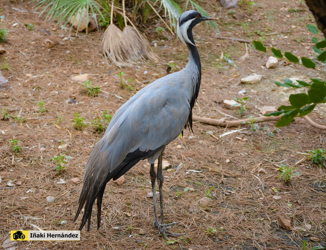Demoiselle Crane​ (Anthropoides virgo) Grulla damisela​ (Anthropoides virgo) Anthropoides virgo,Demoiselle Crane,Geotagged,Spain