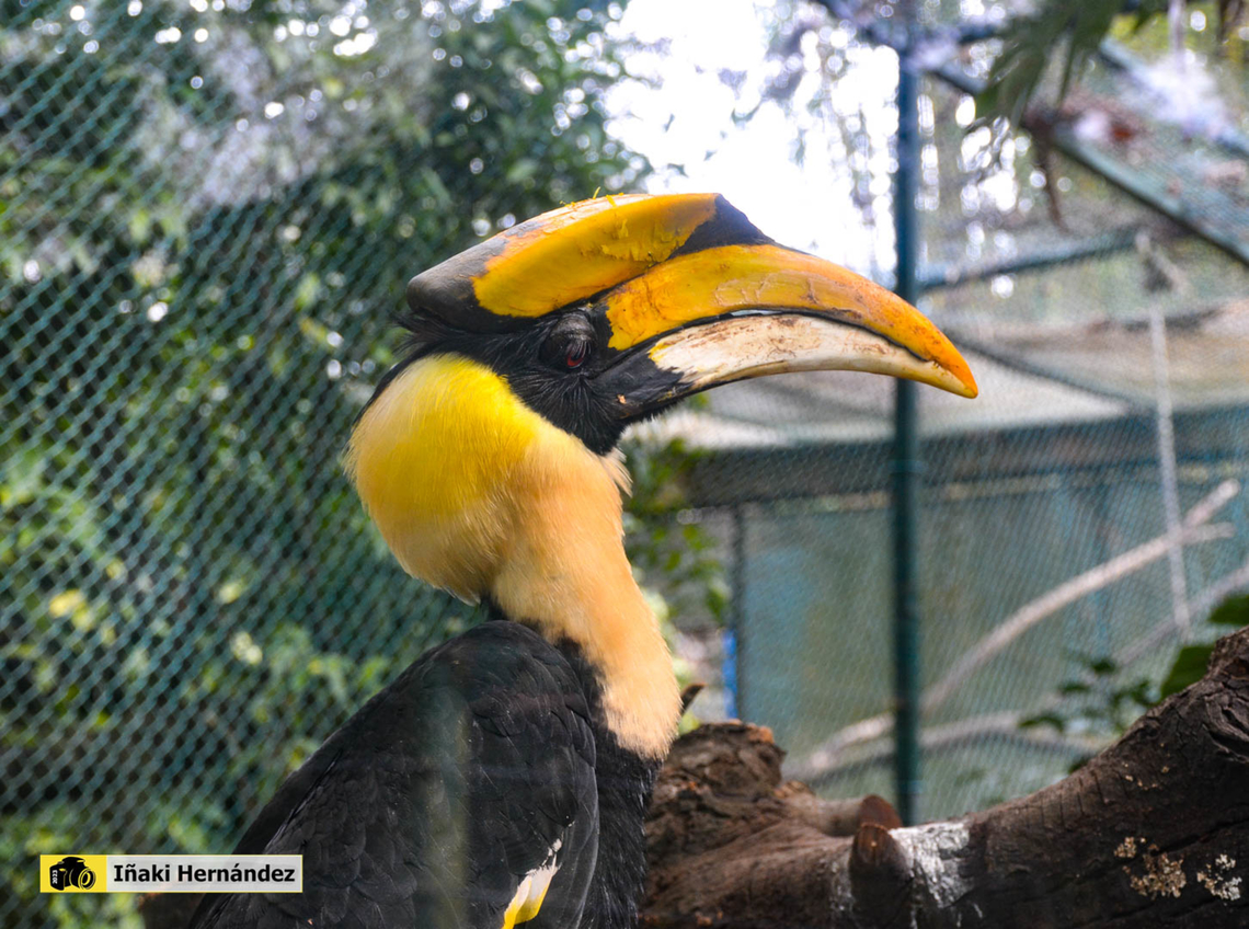 Rhinoceros Hornbill (Buceros rhinoceros) c&aacute;lao rinoceronte​ (Buceros rhinoceros) Buceros rhinoceros,Geotagged,Portugal,Rhinoceros Hornbill,Winter