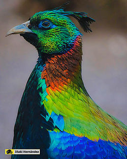 Himalayan Monal (Lophophorus impejanus) Monal del Himalaya (Lophophorus impejanus)

Female / Hembra
https://www.jungledragon.com/image/127116/himalayan_monal_female_lophophorus_impejanus.html Geotagged,Himalayan Monal (Danphe),Lophophorus impejanus,Spain