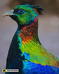 Himalayan Monal (Lophophorus impejanus) Monal del Himalaya (Lophophorus impejanus)<br />
<br />
Female / Hembra<br />
https://www.jungledragon.com/image/127116/himalayan_monal_female_lophophorus_impejanus.html Geotagged,Himalayan Monal (Danphe),Lophophorus impejanus,Spain