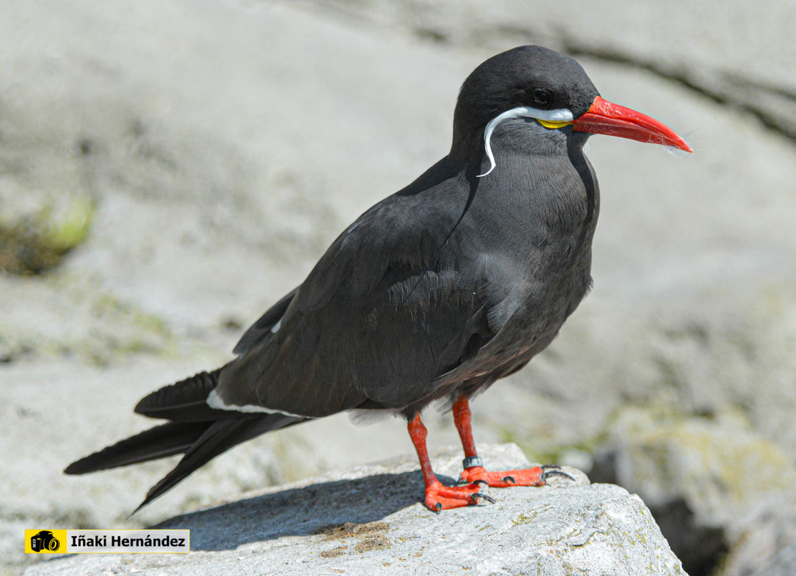 Inca Tern (Larosterna inca) charr&aacute;n inca (Larosterna inca) Belgium,Geotagged,Inca Tern,Larosterna inca,Summer