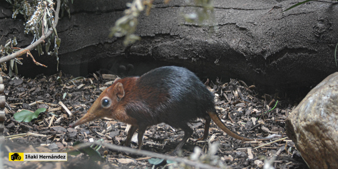 black and rufous elephant shrew (Rhynchocyon petersi) La musara&ntilde;a elefante de Peters o sengi negro rojizo (Rhynchocyon petersi) Belgium,Black and rufous elephant shrew,Geotagged,Rhynchocyon petersi,Summer