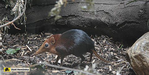 black and rufous elephant shrew (Rhynchocyon petersi) La musaraña elefante de Peters o sengi negro rojizo (Rhynchocyon petersi) Belgium,Black and rufous elephant shrew,Geotagged,Rhynchocyon petersi,Summer