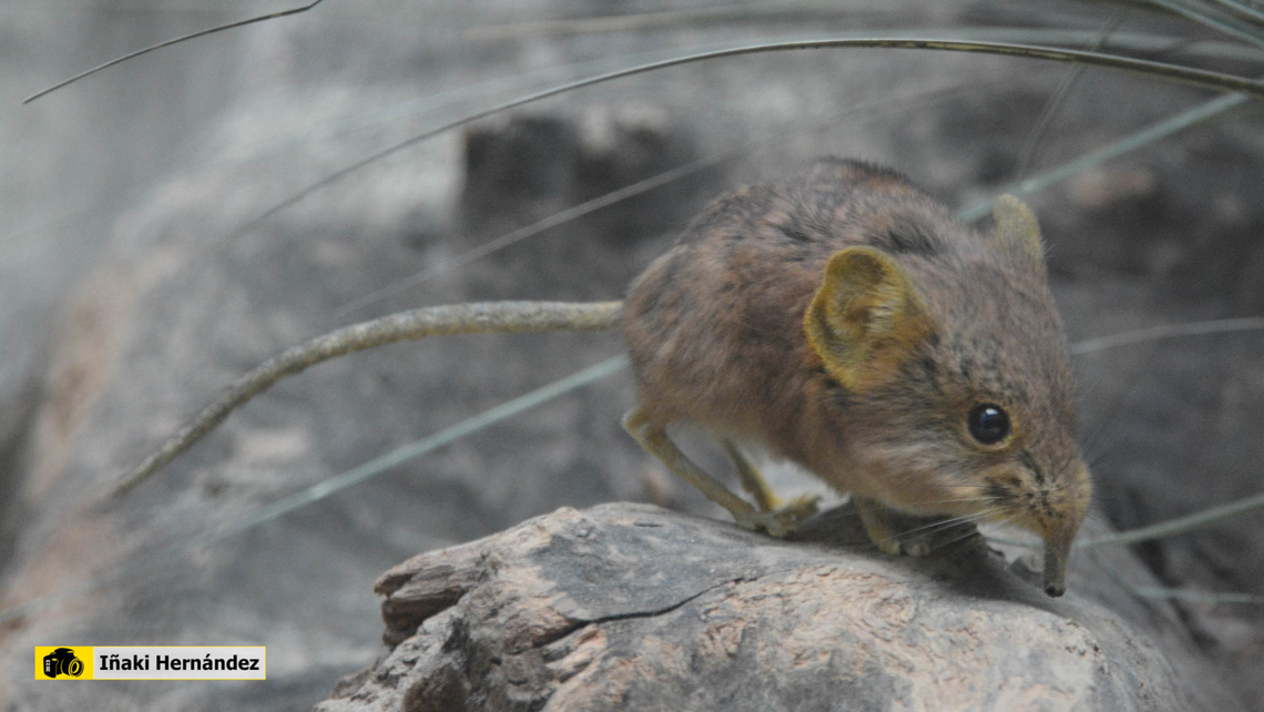 Short-eared Elephant Shrew (Macroscelides proboscideus) musara&ntilde;a elefante de orejas cortas (Macroscelides proboscideus) Belgium,Geotagged,Macroscelides proboscideus,Short-eared Elephant Shrew,Summer