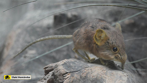 Short-eared Elephant Shrew (Macroscelides proboscideus) musaraña elefante de orejas cortas (Macroscelides proboscideus) Belgium,Geotagged,Macroscelides proboscideus,Short-eared Elephant Shrew,Summer