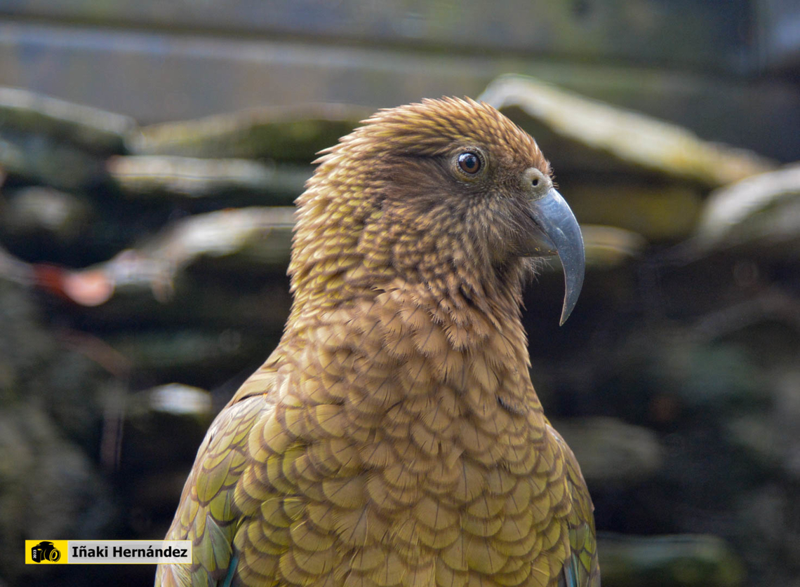 kea​ (Nestor notabilis) kea​ (Nestor notabilis)  Belgium,Geotagged,Kea,Nestor notabilis,Summer