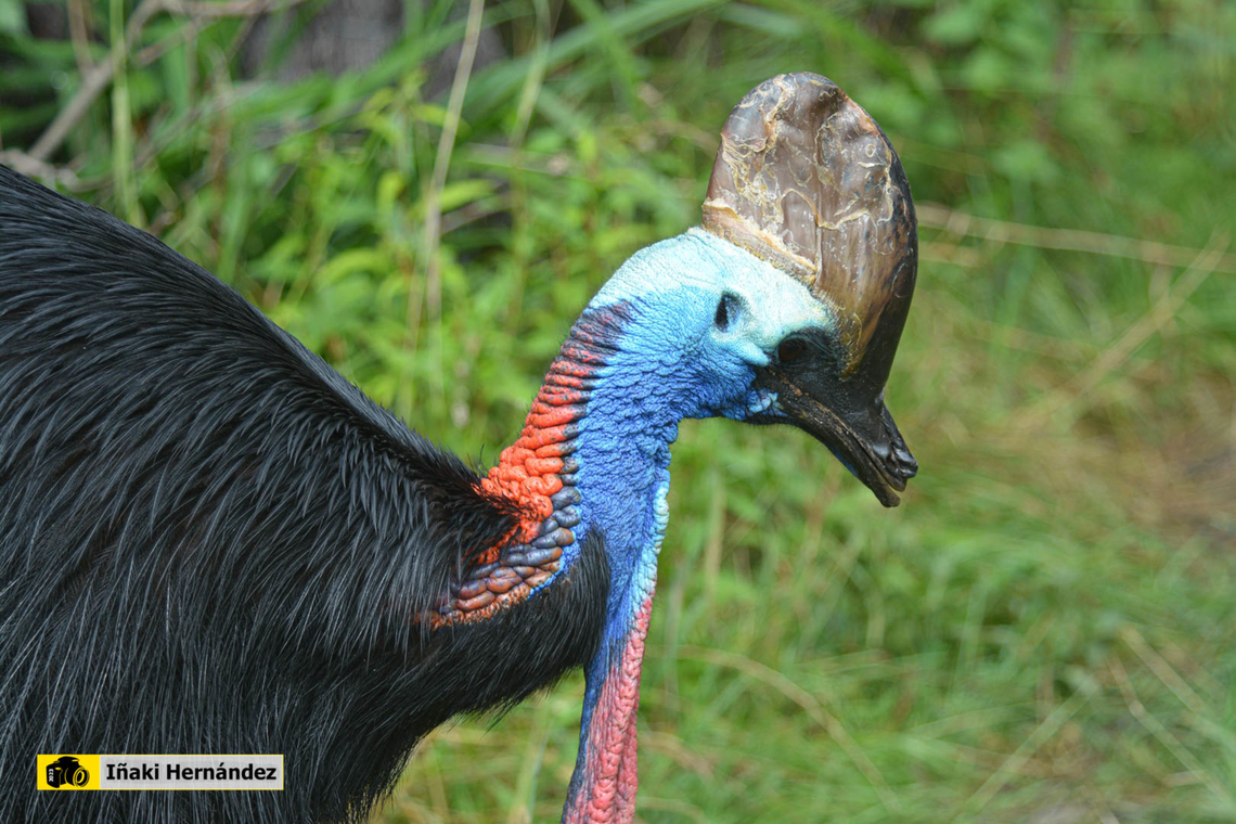 Double-wattled Cassowary  (Casuarius casuarius) casuario com&uacute;n​ o austral (Casuarius casuarius) Belgium,Casuarius casuarius,Geotagged,Southern Cassowary,Summer