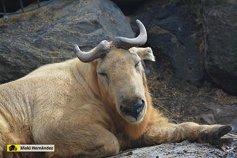 Takin (Budorcas taxicolor) Takin (Budorcas taxicolor) Belgium,Budorcas taxicolor taxicolor,Geotagged,Mishmi takin,Summer