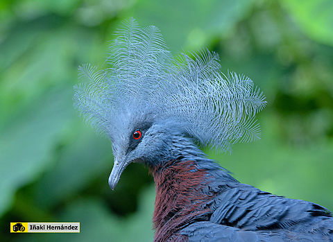 Scheepmaker's crowned pigeon​ (Goura scheepmakeri)  Gura sure&ntilde;a​ (Goura scheepmakeri)  Belgium,Geotagged,Goura scheepmakeri,Scheepmakers crowned pigeon,Summer