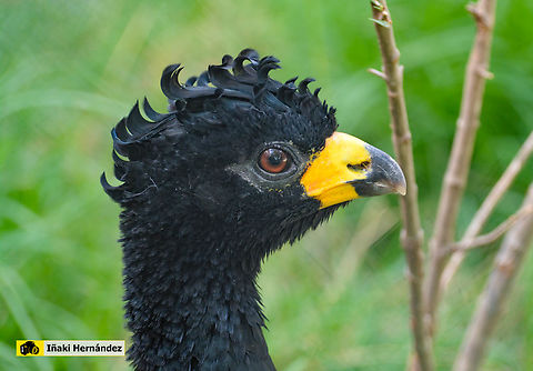 Bare-faced Curassow (Crax fasciolata ) - Male Pav&oacute;n muit&uacute; (Crax fasciolata ) - Macho Bare-faced Curassow,Crax fasciolata,Geotagged,Spain,Summer