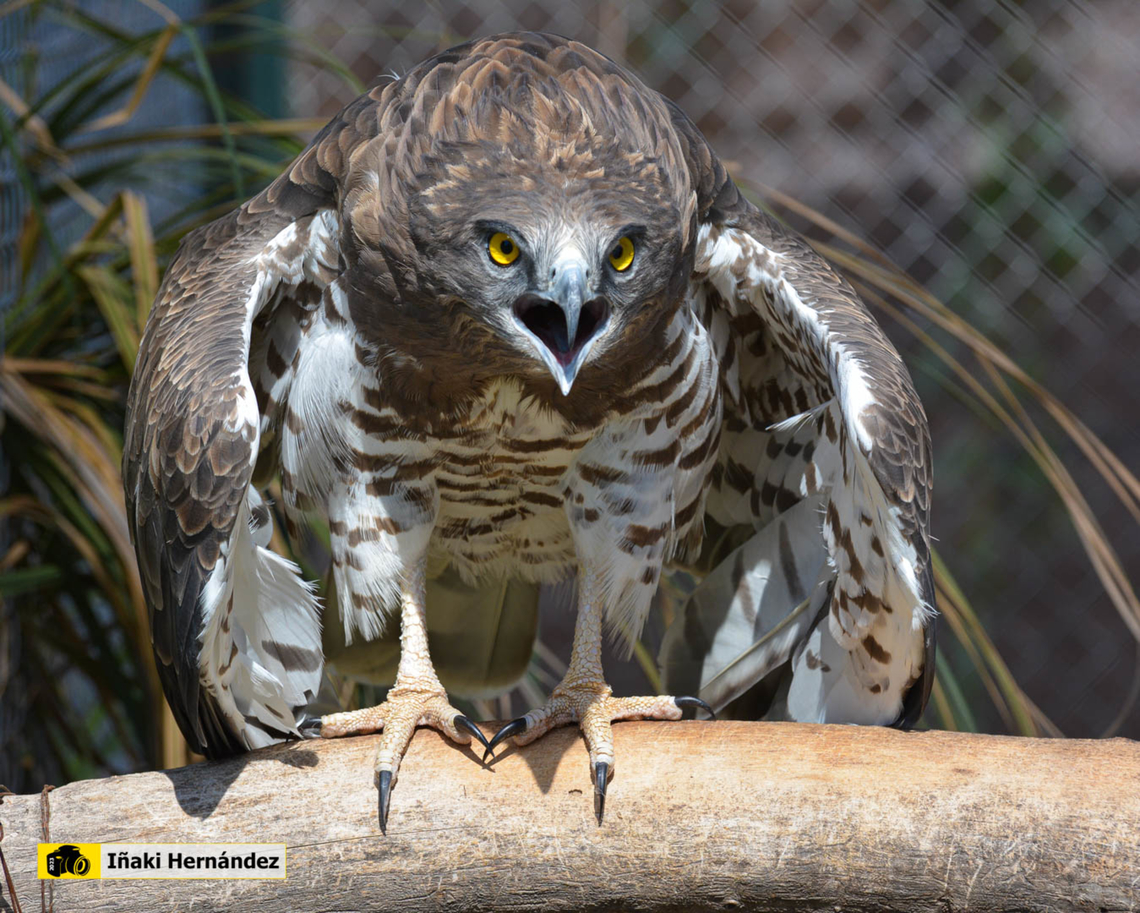 Short-toed snake eagle (Circaetus gallicus) &Aacute;guila culebrera (Circaetus gallicus) - female Circaetus gallicus,Geotagged,Short-toed Snake Eagle,Spain,Summer