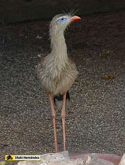 Red-legged Seriema (Cariama cristata) Seriema de patas rojas (Cariama cristata) Cariama cristata,Geotagged,Red-legged Seriema,Spain,Summer