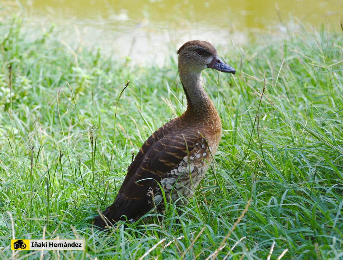 Spotted whistling duck (Dendrocygna guttata) Suirir&iacute; moteado (Dendrocygna guttata) Dendrocygna guttata,Geotagged,Spain,Spotted whistling duck,Summer,zoo koki