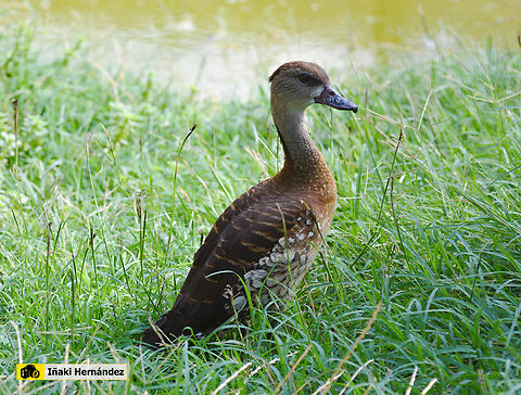 Spotted whistling duck (Dendrocygna guttata) Suirirí moteado (Dendrocygna guttata) Dendrocygna guttata,Geotagged,Spain,Spotted whistling duck,Summer,zoo koki