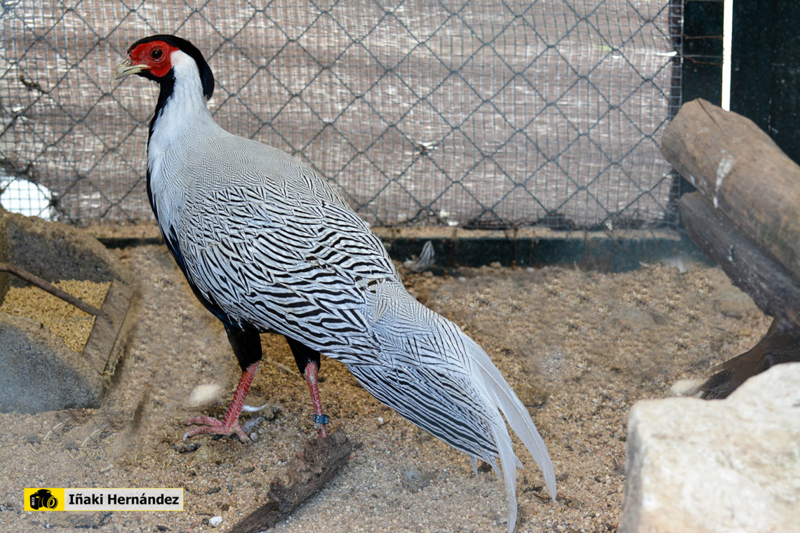 Jones' Silver Pheasant (Lophura nycthemera jonesi) Fais&aacute;n plateado de Jones (Lophura nycthemera jonesi) Geotagged,Lophura nycthemera,Silver Pheasant,Spain,Summer,zookoki