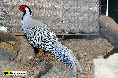 Jones' Silver Pheasant (Lophura nycthemera jonesi) Fais&aacute;n plateado de Jones (Lophura nycthemera jonesi) Geotagged,Lophura nycthemera,Silver Pheasant,Spain,Summer,zookoki