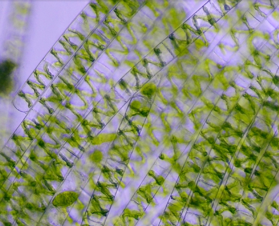 water silk (Spyrogira spp) Orden: Zygnematales<br />
Familia: Zygnemataceae<br />
G&eacute;nero: Spirogyra Geotagged,Spain