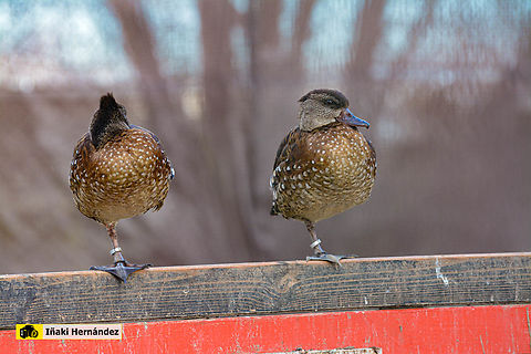 Spotted whistling duck (Dendrocygna guttata) Suirirí moteado (Dendrocygna guttata) Dendrocygna,Dendrocygna guttata,Geotagged,Spain,Spotted whistling duck,Whistling ducks,Winter