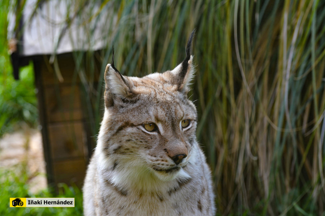 Eurasian Lynx (Lynx Lynx) Lince Boreal (Lynx lynx)<br />
<br />
<figure class="photo"><a href="https://www.jungledragon.com/image/145974/eurasian_lynx_lynx_lynx.html" title="Eurasian lynx (lynx lynx)"><img src="https://s3.amazonaws.com/media.jungledragon.com/images/6660/145974_thumb.jpg?AWSAccessKeyId=05GMT0V3GWVNE7GGM1R2&Expires=1767225610&Signature=arCHvFMBgf0cLAEm3mpDbZgyQ4w%3D" width="200" height="160" alt="Eurasian lynx (lynx lynx) Lince europeo (lynx lynx)<br />
<br />
https://www.jungledragon.com/image/158480/eurasian_lynx_lynx_lynx.html Eurasian lynx,Geotagged,Lynx lynx,Spain,Winter" /></a></figure> Eurasian lynx,Geotagged,Lynx lynx,Spain,Winter