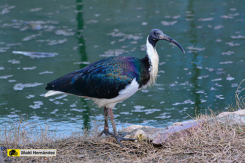 Straw-necked ibis (Threskiornis spinicollis) Ibis tornasol (Threskiornis spinicollis) Geotagged,Spain,Straw-necked ibis,Threskiornis spinicollis,Winter