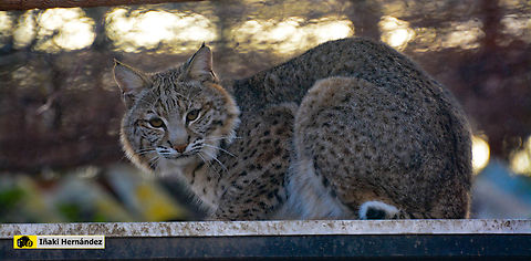 Bobcat (Lynx rufus) Lince Americano (Lynx rufus) Bobcat,Geotagged,Lynx rufus,Spain,Winter