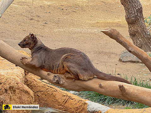 Fosa (Cryptoprocta ferox) Fosa (Cryptoprocta ferox) Cryptoprocta ferox,Fossa,Geotagged,Spain,Winter,captive animal