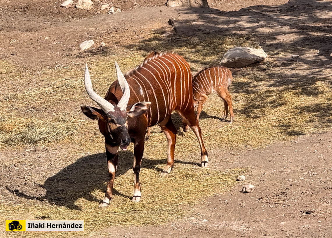 Bongo (Tragelaphus eurycerus) Bongo (Tragelaphus eurycerus)  Geotagged,Spain,Tragelaphus eurycerus,Western lowland bongo,Winter,captive animal