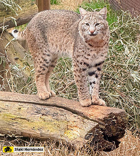 Bobcat  (Lynx rufus) Lince rojo (Lynx rufus)  Bobcat,Geotagged,Lynx rufus,Spain,Winter,captive animal