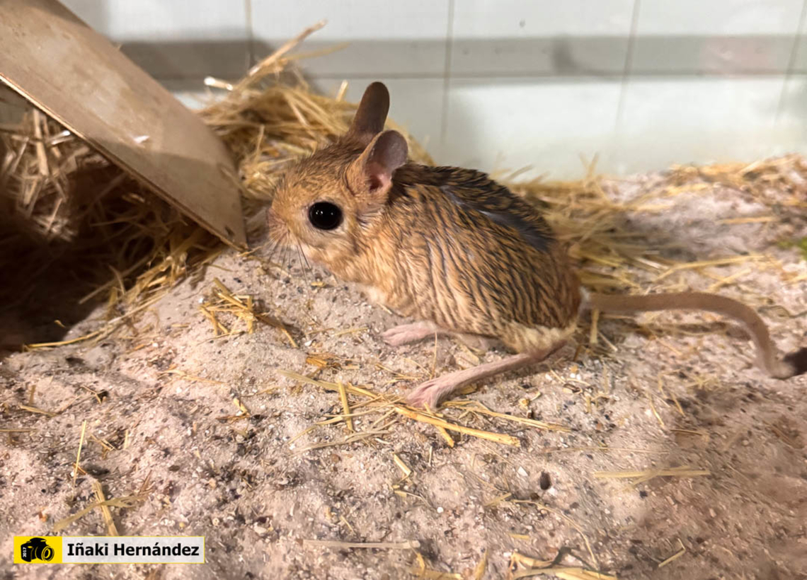 Greater Egyptian jerboa (Jaculus orientalis) jerbo oriental (Jaculus orientalis)  Geotagged,Greater Egyptian jerboa,Jaculus orientalis,Spain,Winter,captive animal