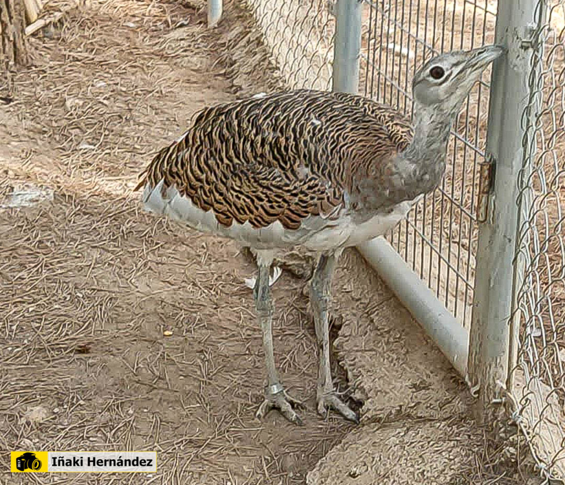Great bustard (Otis tarda) Avutarda (Otis tarda) Geotagged,Great bustard,Otis tarda,Spain,captive animal