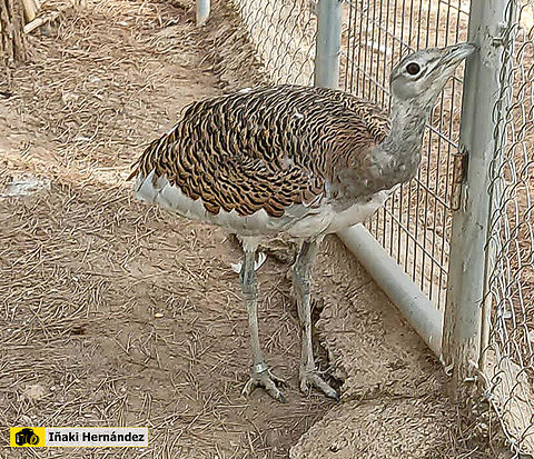 Great bustard (Otis tarda) Avutarda (Otis tarda) Geotagged,Great bustard,Otis tarda,Spain,captive animal